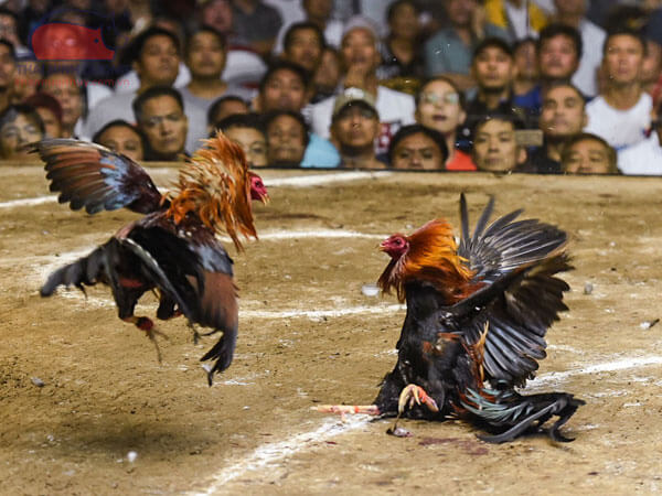 Đánh giá đá gà Philippin tại j88bet - Một trò chơi đầy kịch tính và hấp dẫn, đã trở thành một truyền thống văn hóa nổi tiếng tại Philippines